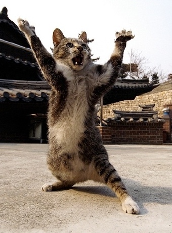 Kung Fu Cat 2 (Closeup).jpg