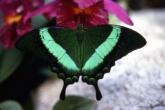 emerald-swallowtail.jpg