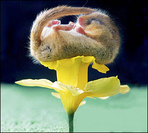 Dormouse either posed or photoshopped on a daffodil.  They can weigh under an ounce, so it's possible that the flower would support it, but they don't levitate and float on their backs, so there's no way it got there on its own.
