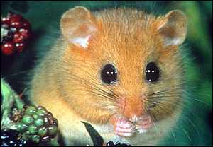 Just another cute dormouse picture.
