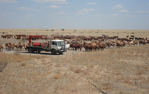 Aussie cattle station.jpg