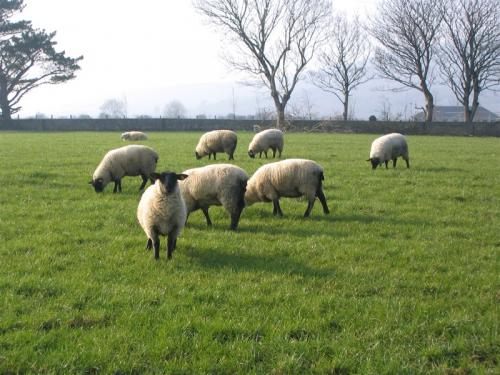 Flock of sheep in Ireland