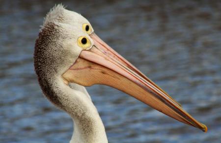 pelicans_0.jpg