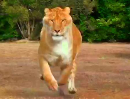 liger-hercules-speed-60-miles-per-hour.jpg