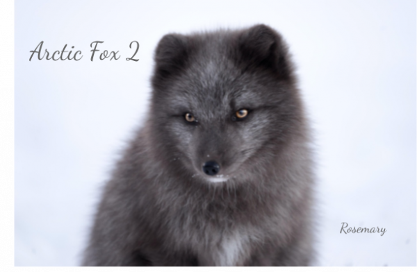 Arctic Fox 2.png