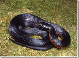 Red belly snake.png