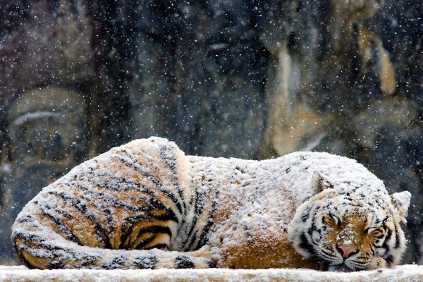 tiger-snow-20110506-135715.jpg