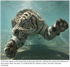 Swimming_Tiger.png