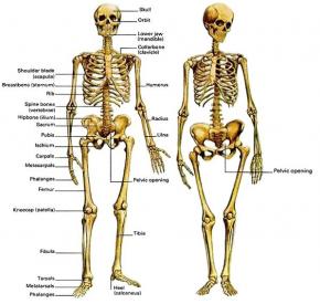  Male/Female Skeletons