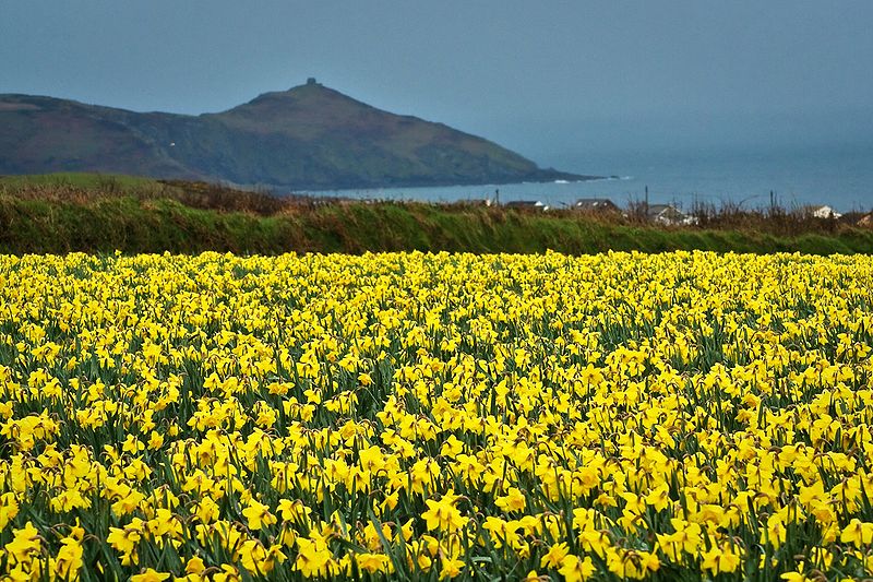 800px-Cornwall_Daffodils.jpg