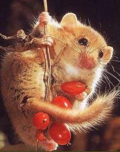 Cute picture of dormouse hanging from a twig, cadging some edible berries or immature nuts or something.