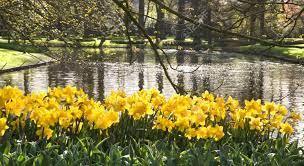Daffodils-by-lake2.jpg
