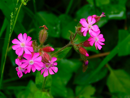 DSCN6505.jpg