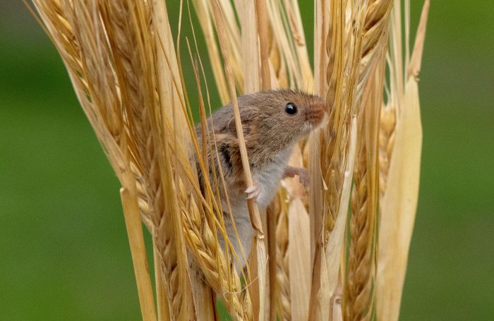 harvest_mouse.jpg